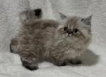 Eevee Seal Lynx GIRL - Himalayan Cat For Sale - Germantown&comma; MD&comma; US