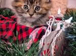 Holiday Maine Coons for Sale - Maine Coon Cat For Sale - Stevens&comma; PA&comma; US
