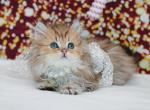 Black golden spotted British Longhair girl - British Shorthair Cat For Sale - Spokane&comma; WA&comma; US