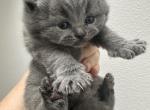 New born kittens - British Shorthair Cat For Sale - WA&comma; US