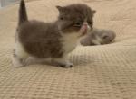 Cookie - Exotic Cat For Sale - TN&comma; US