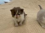 Cesar - Exotic Cat For Sale - TN&comma; US