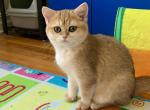 Lana - British Shorthair Cat For Sale - Brooklyn&comma; NY&comma; US