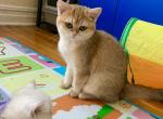 Lana - British Shorthair Cat For Sale - New York&comma; NY&comma; US