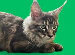 Connor - Maine Coon Cat For Sale - Grayslake&comma; IL&comma; US