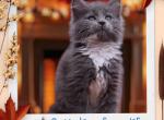 Heather - Maine Coon Cat For Sale - CA&comma; US