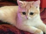 Rita - British Shorthair Cat For Sale - Brooklyn&comma; NY&comma; US