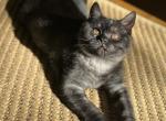 Tobby - British Shorthair Cat For Sale - Richmond&comma; VA&comma; US