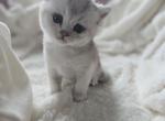 Gucci - British Shorthair Cat For Sale - Grand Rapids&comma; MI&comma; US