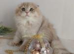 Ofelia - Scottish Fold Cat For Sale - Norwalk&comma; CT&comma; US