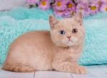 Zefir - British Shorthair Cat For Sale - Norwalk&comma; CT&comma; US