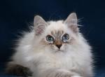 Amore - Siberian Cat For Sale - Miami&comma; FL&comma; US