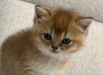 Roxy - British Shorthair Cat For Sale - Englewood&comma; CO&comma; US
