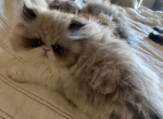 Persian silver point with blue eyes - Persian Cat For Sale - MA&comma; US