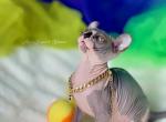 Oona - Sphynx Cat For Sale - Columbus&comma; OH&comma; US