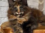 Era - Maine Coon Cat For Sale - Grayslake&comma; IL&comma; US
