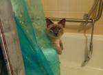 Ski - Siamese Cat For Sale - Burlington&comma; MA&comma; US
