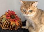 Quincy Scottish Fold Golden male Neutered - Scottish Fold Cat For Sale - Odessa&comma; FL&comma; US