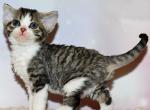 Roxy - Devon Rex Cat For Sale - Norwalk&comma; CT&comma; US