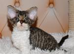 Rosmarin - Devon Rex Cat For Sale - Norwalk&comma; CT&comma; US