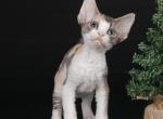 B buzz - Devon Rex Cat For Sale - Norwalk&comma; CT&comma; US