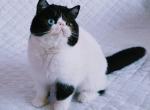 Valentino - Exotic Cat For Sale - Pembroke Pines&comma; FL&comma; US