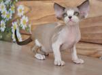 Teodor&lowbar; - Devon Rex Cat For Sale - Norwalk&comma; CT&comma; US