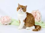 Neon - Exotic Cat For Sale - Norwalk&comma; CT&comma; US