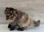 Milana - Persian Cat For Sale - Pembroke Pines&comma; FL&comma; US