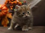 Ibiza of RomanovCats - Siberian Cat For Sale - Ashburn&comma; VA&comma; US
