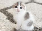 U L Y S S E - Scottish Fold Cat For Sale - Fontana&comma; CA&comma; US