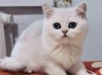 Lana silver shaded british shorthair chunky girl - British Shorthair Cat For Sale - TX&comma; US