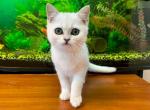 Candy silver shaded british shorthair w green eyes - British Shorthair Cat For Sale - TX&comma; US