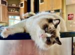 Brad Pitt - Ragdoll Cat For Sale/Service - MN&comma; US