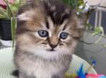 Barbie - Scottish Fold Cat For Sale - Champions Gate&comma; FL&comma; US