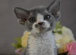 Sambo - Devon Rex Cat For Sale - Norwalk&comma; CT&comma; US