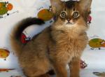Magelan - Somali Cat For Sale - Miami&comma; FL&comma; US