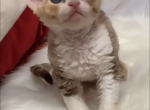 Super cute - Devon Rex Cat For Sale - Rancho Cucamonga&comma; CA&comma; US