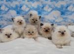 Christmas kittens - Ragamuffin Cat For Sale - Poplar Grove&comma; IL&comma; US