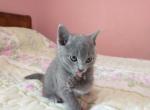 Fern and Niko Litter - Russian Blue Cat For Sale - Hallsville&comma; MO&comma; US