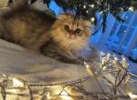 Scottish fold - Scottish Fold Cat For Sale - Orlando&comma; FL&comma; US