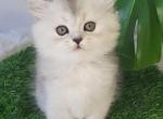 Tesla - Scottish Straight Cat For Sale - Brooklyn&comma; NY&comma; US