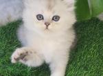 Timmy - Scottish Straight Cat For Sale - Brooklyn&comma; NY&comma; US
