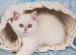 Lily - British Shorthair Cat For Sale - Brooklyn&comma; NY&comma; US