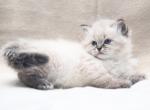 Isha - Siberian Cat For Sale - Brooklyn&comma; NY&comma; US