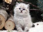Indra - Siberian Cat For Sale - Brooklyn&comma; NY&comma; US