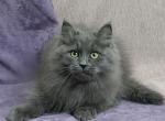 Dendi - Siberian Cat For Sale - Pembroke Pines&comma; FL&comma; US
