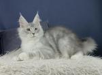 Optimist - Maine Coon Cat For Sale - Miami&comma; FL&comma; US