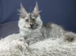 Olimpia - Maine Coon Cat For Sale - Hollywood&comma; FL&comma; US