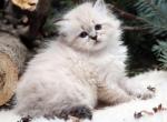 Idit - Siberian Cat For Sale - Brooklyn&comma; NY&comma; US